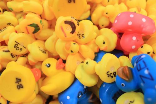 Some of the lucky sponsored ducks