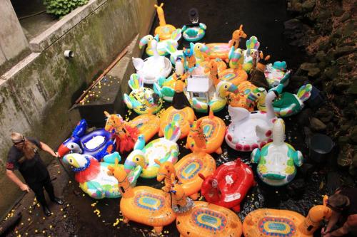 The 2024 Waimanako Duck Race!