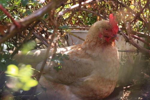 One of the Retreat chickens