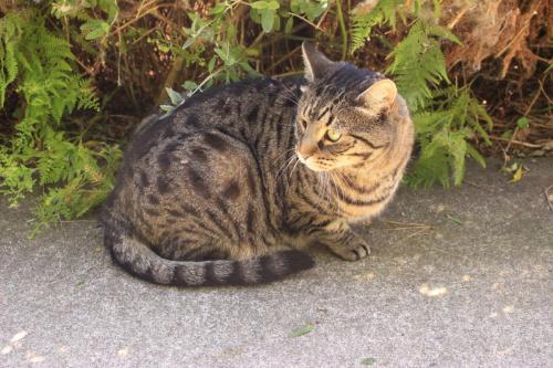 Odin the resident cat