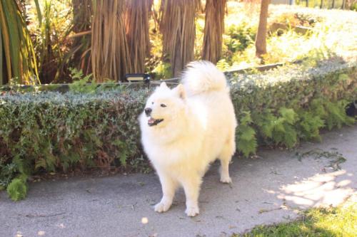 Koda the resident Samoyed