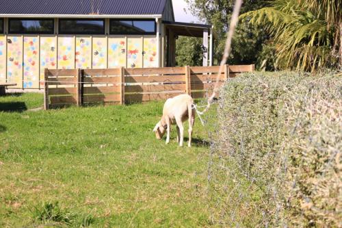 One of the Retreat sheep