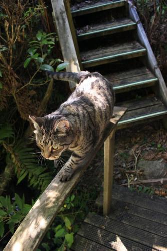 Odin exploring the greenery