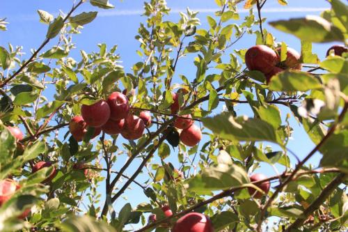 One of many flourishing plants in the orchard