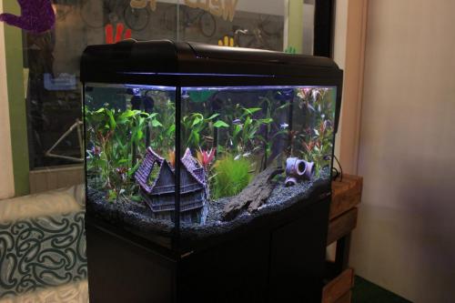 A beautifully serene fish tank