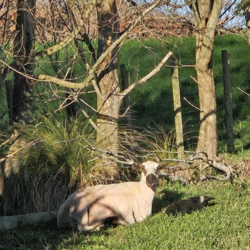 One of our lambs, Chilli