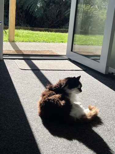Bella soaking up the winter sun