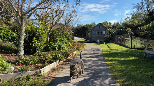 Odin wandering around our premises